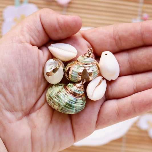 assorted shells